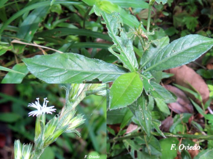 Pseudelephantopus spicatus (Lechuguilla, Lengua de perro, Oreja de burro.)