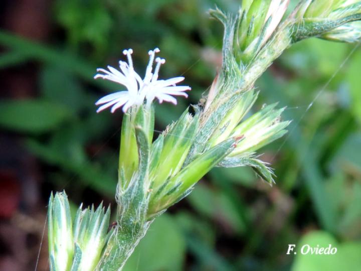 Pseudelephantopus spicatus (Lechuguilla, Lengua de perro, Oreja de burro.)