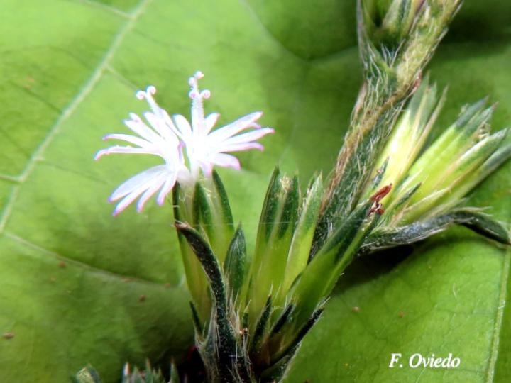 Pseudelephantopus spicatus (Lechuguilla, Lengua de perro, Oreja de burro.)