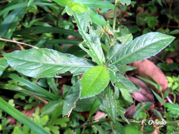 Pseudelephantopus spicatus (Lechuguilla, Lengua de perro, Oreja de burro.)