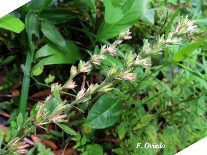 Pseudelephantopus spicatus (Lechuguilla, Lengua de perro, Oreja de burro.)