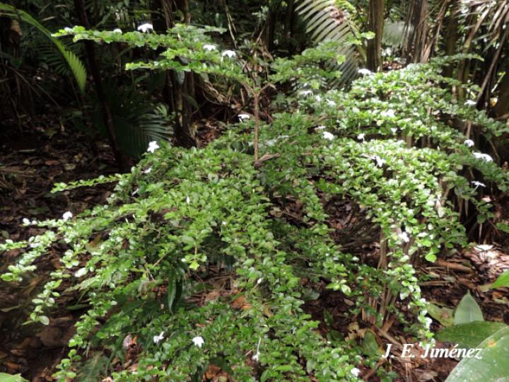 Randia loniceroides (Escampagallina)