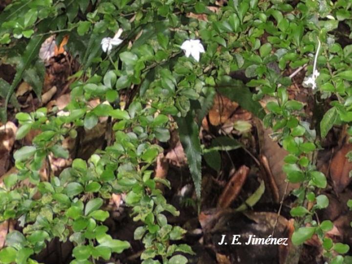 Randia loniceroides (Escampagallina)