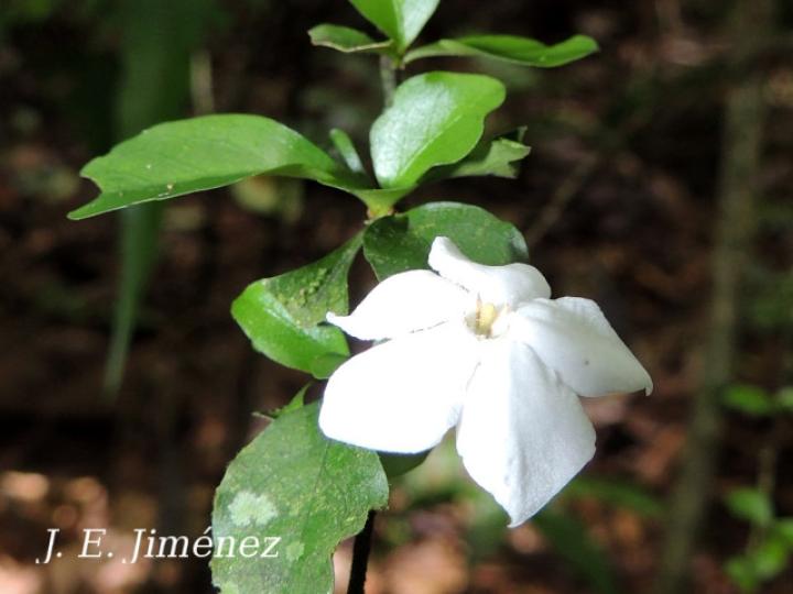 Randia loniceroides (Escampagallina)