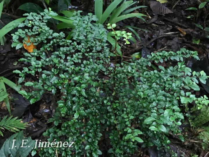 Randia loniceroides (Escampagallina)