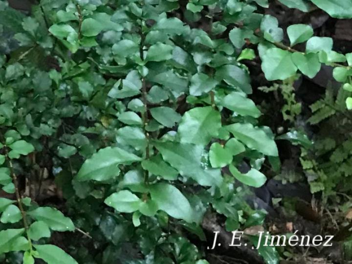 Randia loniceroides (Escampagallina)