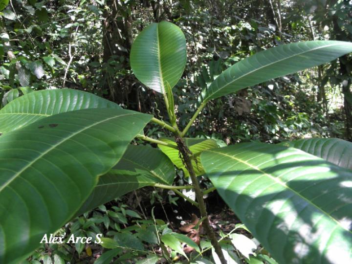 Sapium sp. (Yos)
