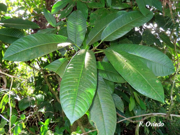 Sapium sp. (Yos)