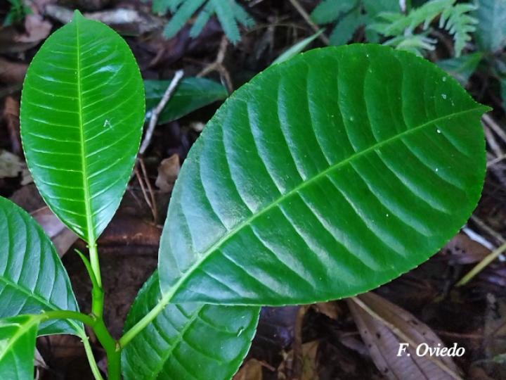 Sapium sp. plántula