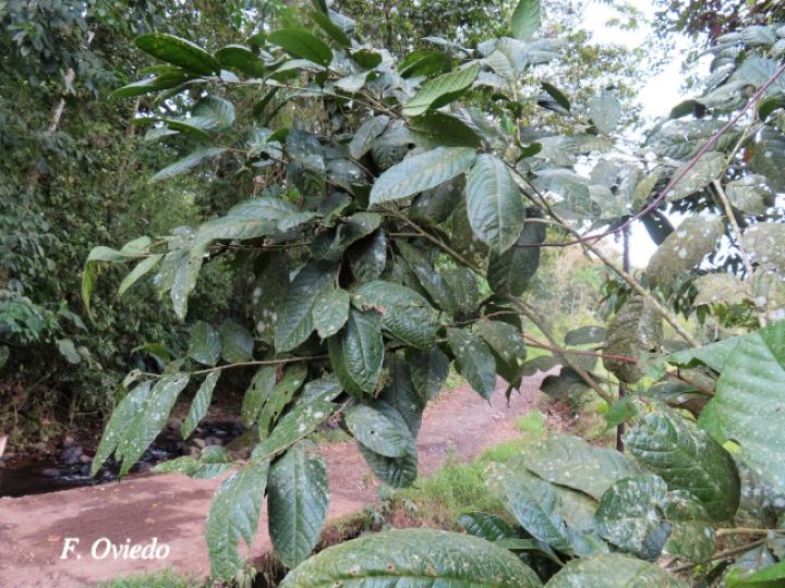 Sorocea pubivena (Ojochillo)