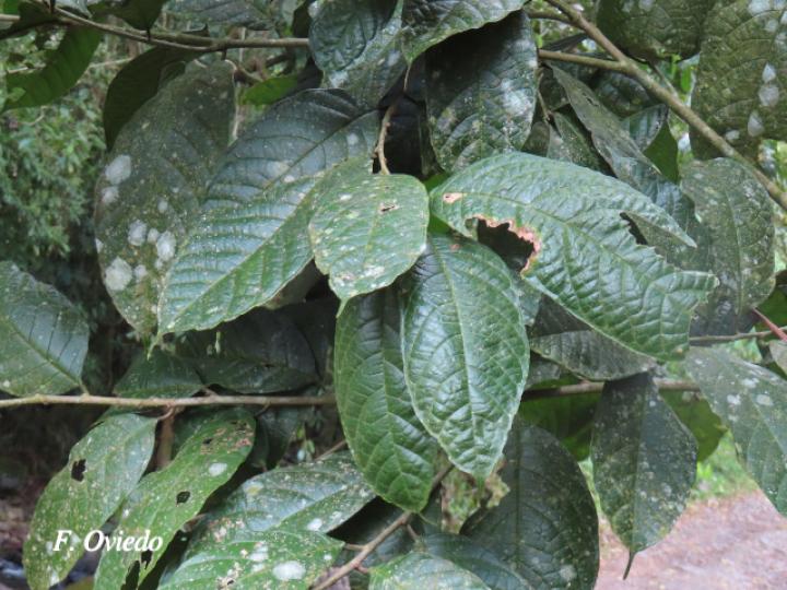 Sorocea pubivena (Ojochillo)