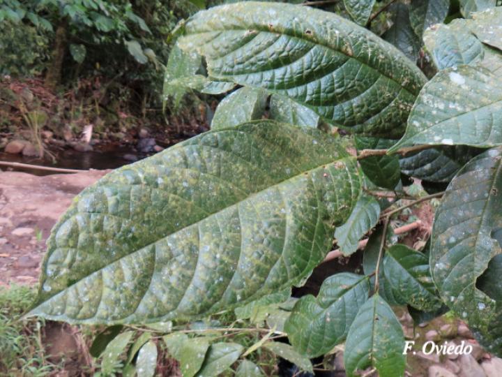 Sorocea pubivena (Ojochillo)