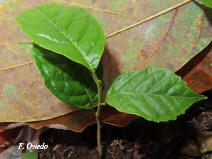 Sorocea pubivena (Ojochillo, plántula)