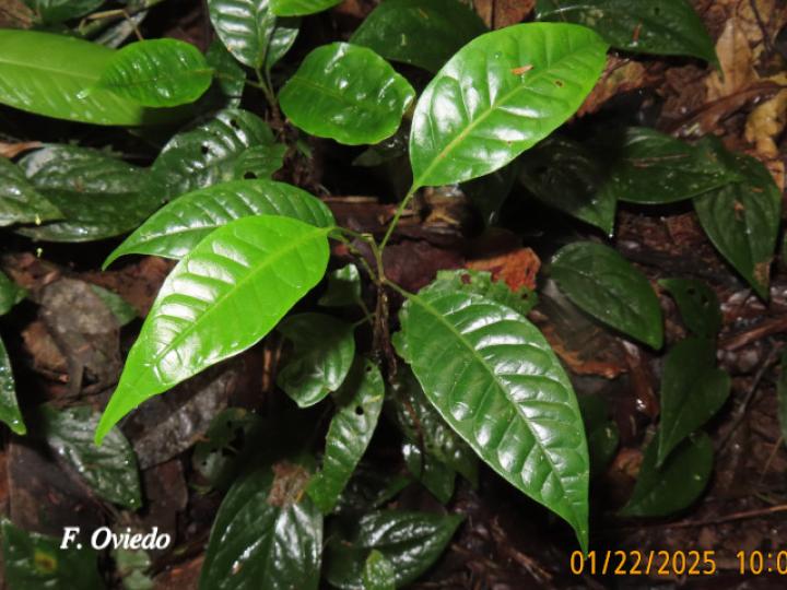 Tapirira  guianensis (Cedro dulce, Cedro jaúl, Cirrí blanco, Manteco)