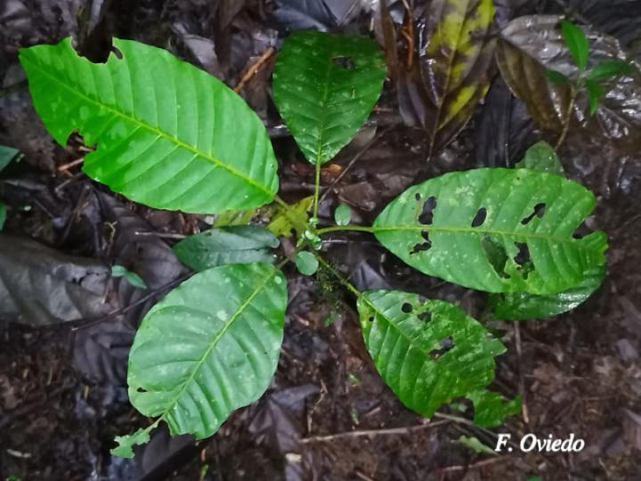 Trichilia pittieri (Cedro cóbano)