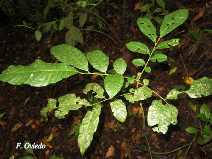 Trichilia pittieri (Cedro cóbano)