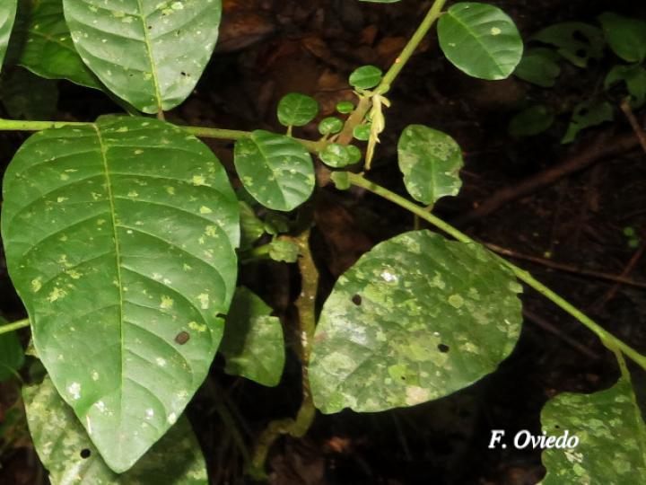 Trichilia pittieri (Cedro cóbano)