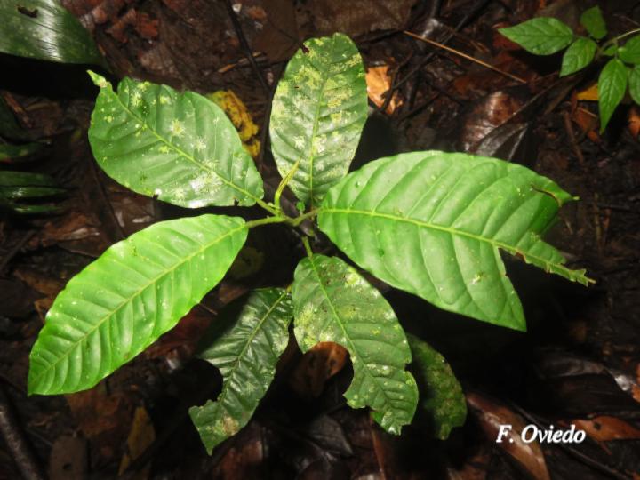 Trichilia pittieri (Cedro cóbano)