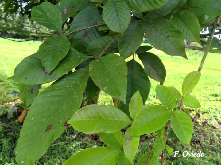 Vitex cooperi (Manú plátano)