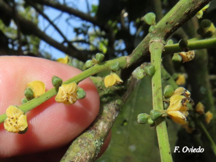 Abuta panamensis