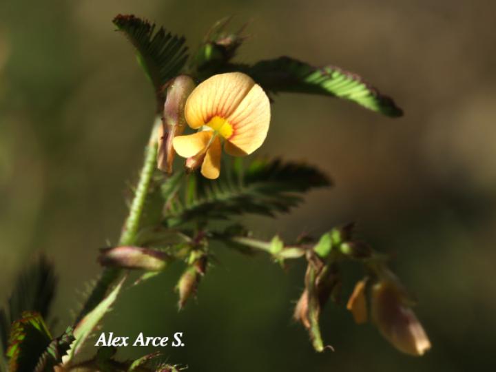 Aeschynomene americana (Zarza)