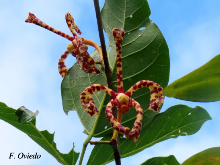 Arachnis flos-aeris