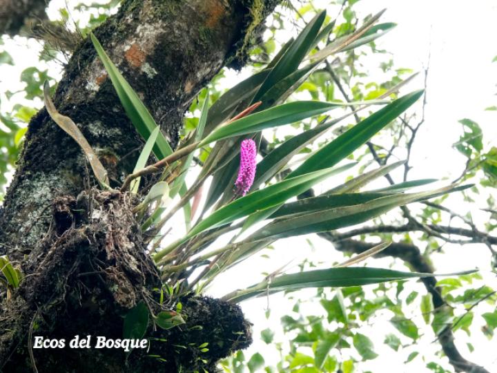 Arpophyllum giganteum (Tzauhxilotl)