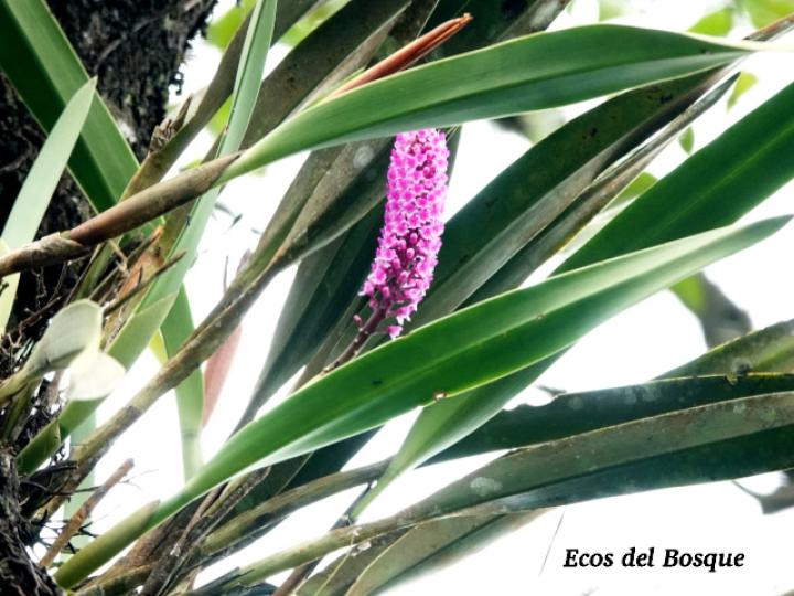 Arpophyllum giganteum (Tzauhxilotl)