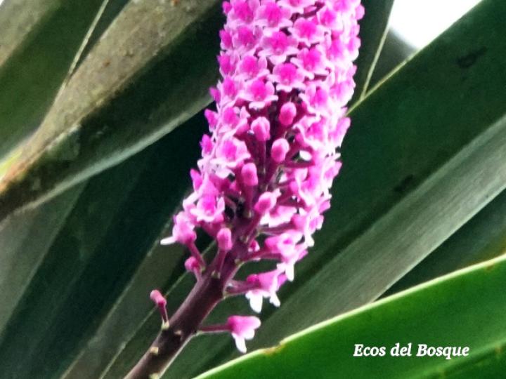 Arpophyllum giganteum (Tzauhxilotl)