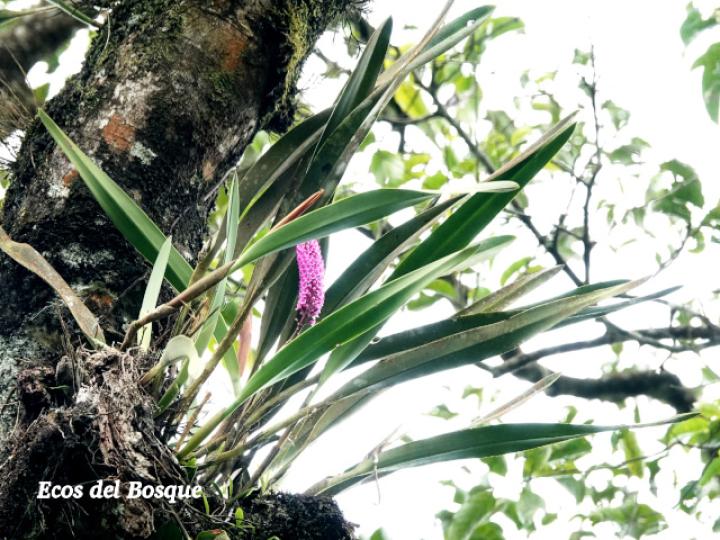 Arpophyllum giganteum (Tzauhxilotl)