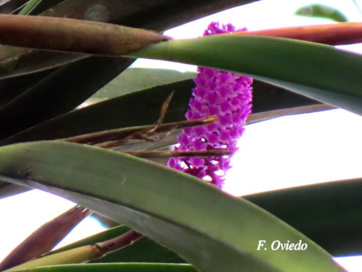 Arpophyllum giganteum (Tzauhxilotl)