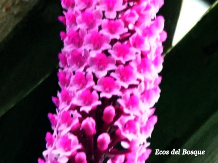 Arpophyllum giganteum (Tzauhxilotl)