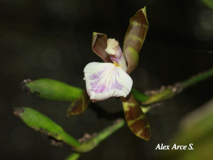 Aspasia epidendroides