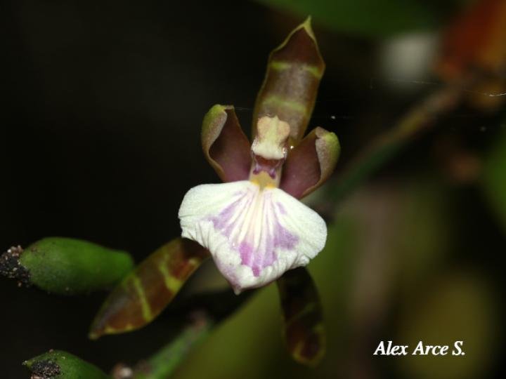 Aspasia epidendroides