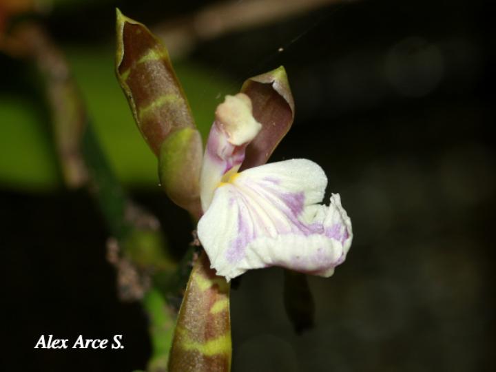 Aspasia epidendroides