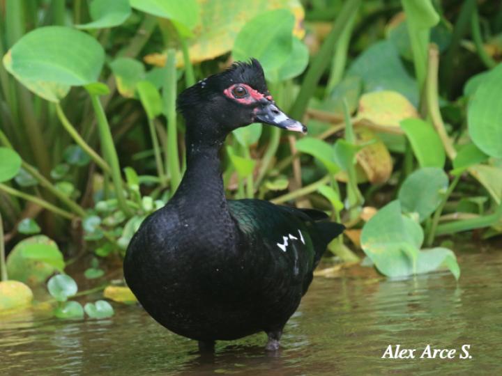 Cairina moschata (Pato real)