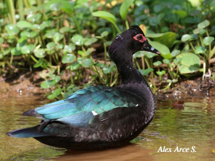 Cairina moschata (Pato real)