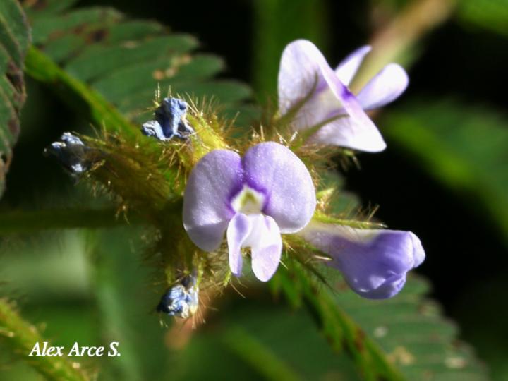 Calopogonium mucunoides 