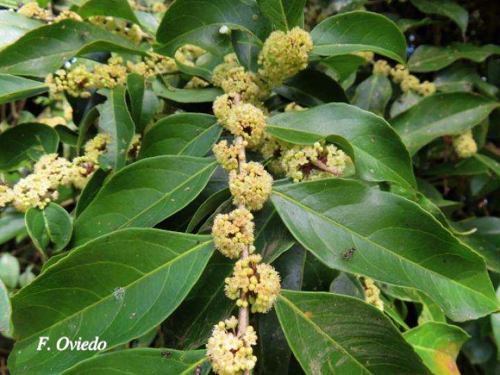 Casearia sylvestris (Huesillo)