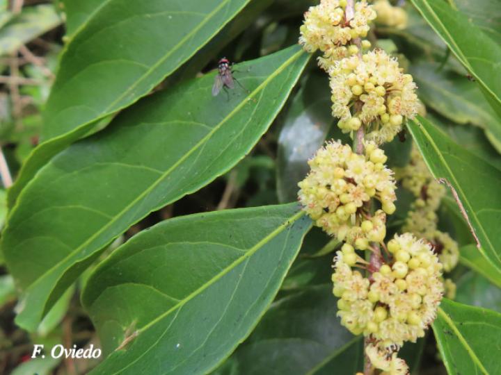 Casearia sylvestris (Huesillo)