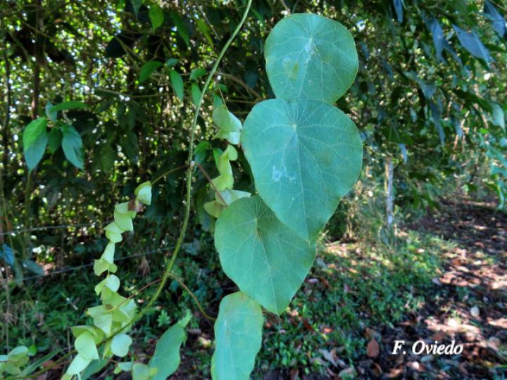 Cissampelos pareira (Venadero)