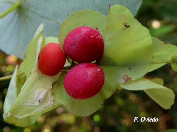 Cissampelos pareira (Venadero)