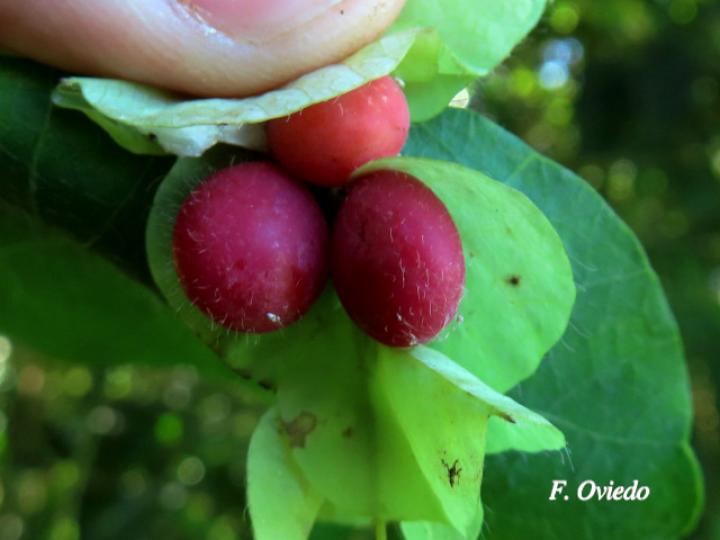 Cissampelos pareira (Venadero)