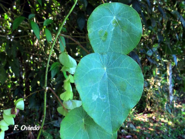 Cissampelos pareira (Venadero)