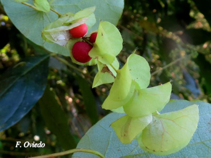 Cissampelos pareira (Venadero)