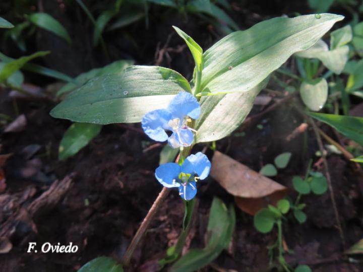 Commelina diffusa (Hierba del pollo)