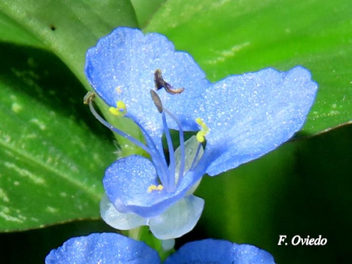 Commelina diffusa (Hierba del pollo)