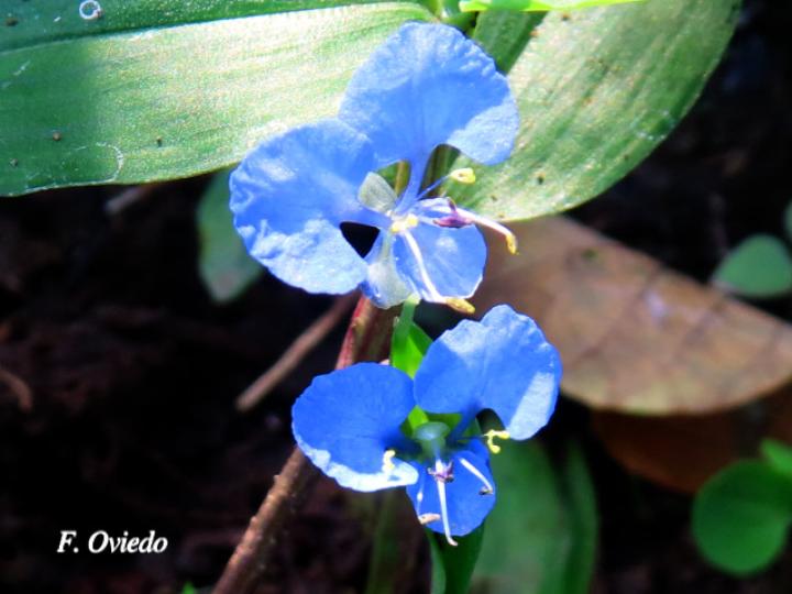 Commelina diffusa (Hierba del pollo)
