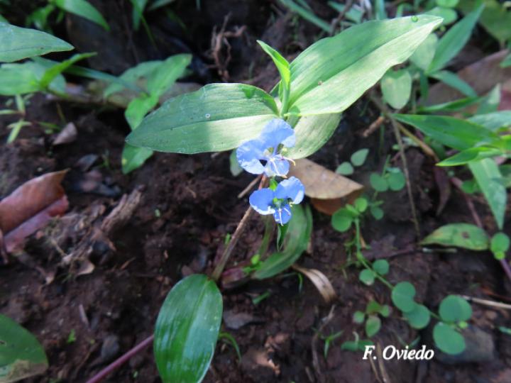 Commelina diffusa (Hierba del pollo)