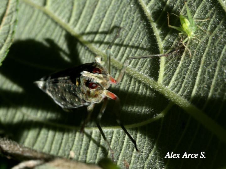 Enchophora sanguinea
